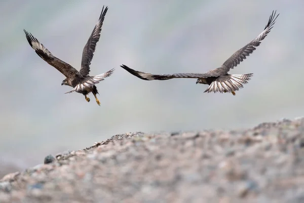 Upland Buzzard Flying Qinghai Province China — Stock Photo, Image