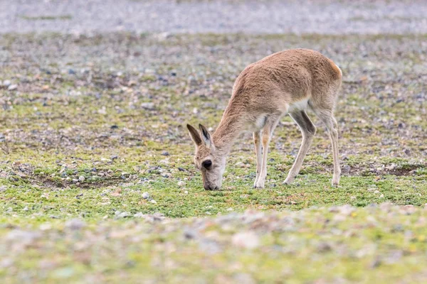 Tibetan Gazelle Prado Planalto Província Qinghai China — Fotografia de Stock