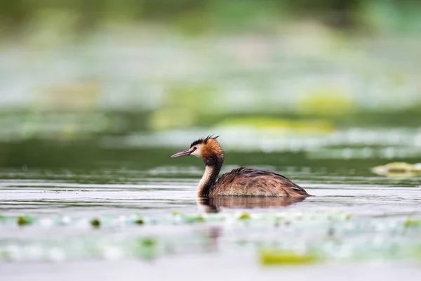 Mooie Grote Kuif Grebe Meer Podiceps Cristatus — Stockfoto