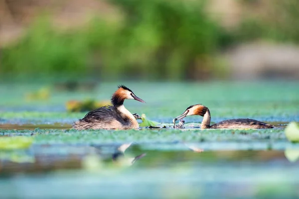 Mooie Grote Kuif Grebe Meer Podiceps Cristatus — Stockfoto