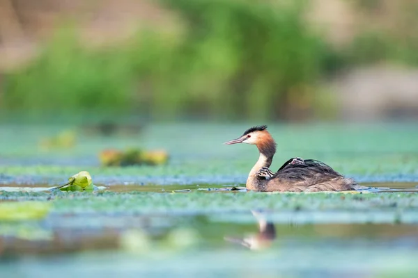 Piękny Wielki Crested Grebe Jeziorze Podiceps Cristatus — Zdjęcie stockowe