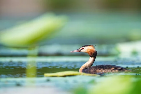 Piękny Wielki Crested Grebe Jeziorze Podiceps Cristatus — Zdjęcie stockowe