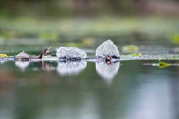 Great Crested Grebe Lake Podiceps Cristatus — Stock Photo, Image