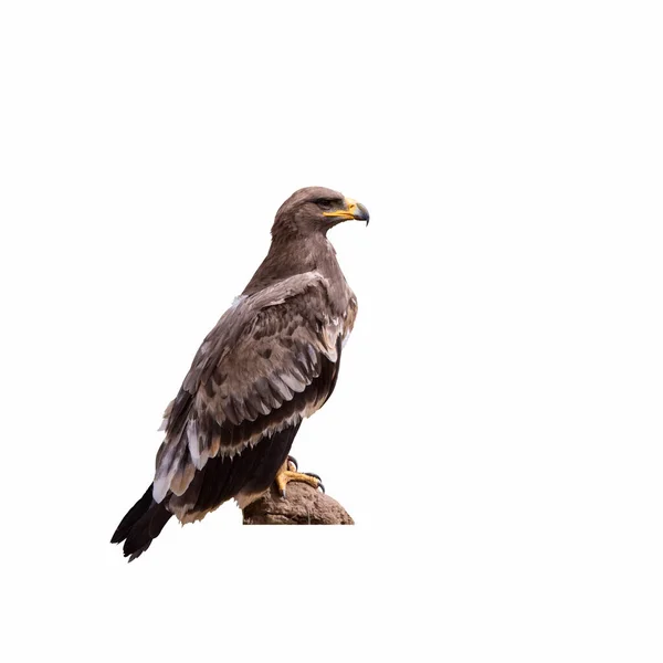 Steppe Eagle Isolated White Clipping Path — Stock Photo, Image