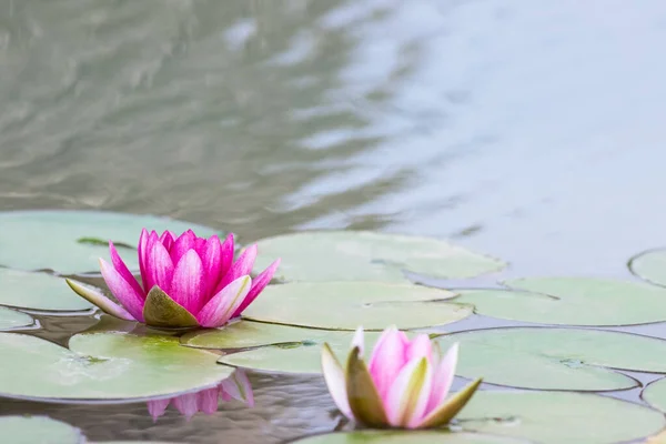 Red Water Lily Flowers Pond — Stock Photo, Image