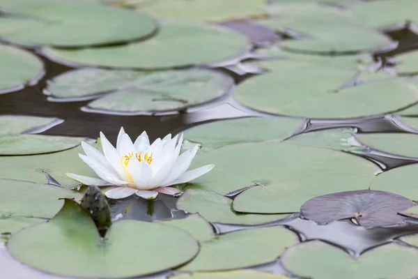 池塘上的白水百合花 — 图库照片