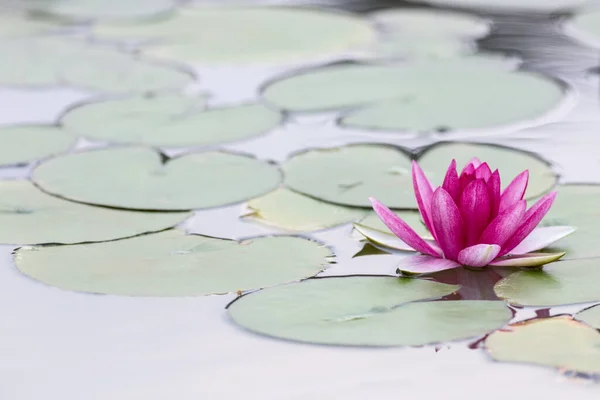 池に咲く赤い睡蓮 — ストック写真