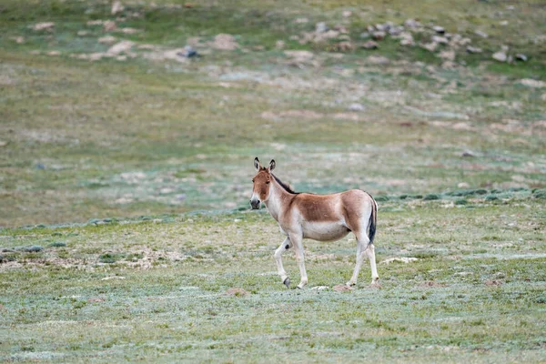 Equus Kiang Bunda Selvagem Condado Dulan Província Qinghai China — Fotografia de Stock