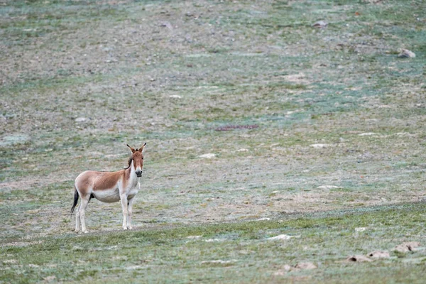Equus Kiang Bunda Selvagem Condado Dulan Haixi Mongol Tibetano Prefeitura — Fotografia de Stock