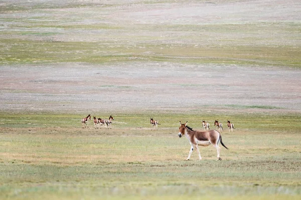 Equus Kiang Asino Selvatico Nell Entroterra Montuoso Del Golfango Kunlun — Foto Stock