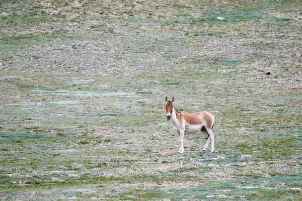 Equus Kiang Bunda Selvagem Condado Dulan Província Qinghai China — Fotografia de Stock