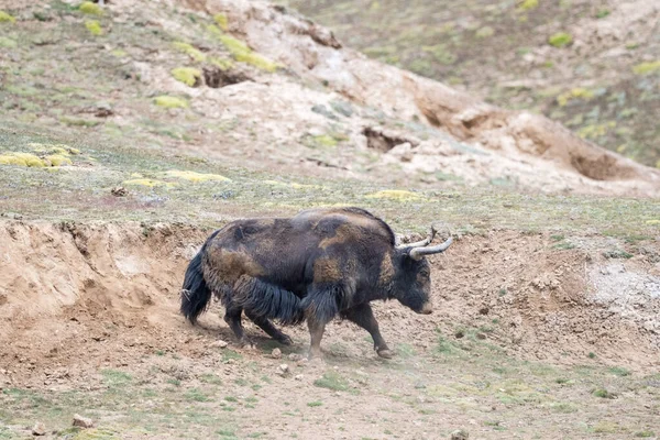 Iaque Selvagem Bos Mutus Banho Lama Província Qinghai China — Fotografia de Stock