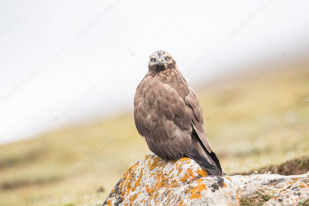 upland buzzard stand on high mountain rock, qinghai province, China