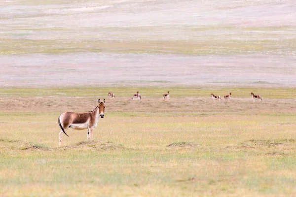 Equus Kiang Bunda Selvagem Interior Montanha Golmud Kunlun Província Qinghai — Fotografia de Stock