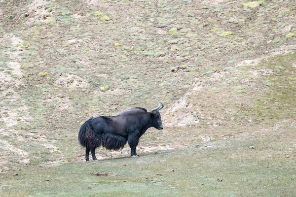 Wilde Jak Plateau Qinghai Natuurreservaat Bos Mutus Haixi Mongoolse Tibetaanse — Stockfoto