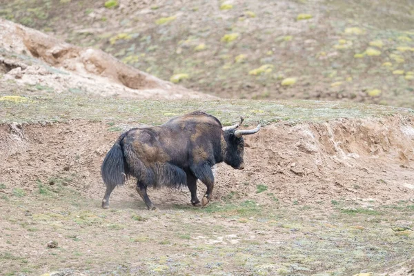 Wilde Jak Bos Mutus Qinghai China — Stockfoto