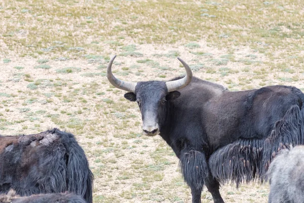 中国青海省海西 蒙哥利亚人和Tibetan自治州野生牦牛和野牛的特写镜头 — 图库照片