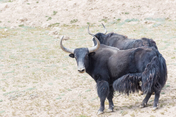 wild yak closeup in qinghai nature reserve, bos mutus in haixi mongolian and tibetan autonomous prefecture,  China