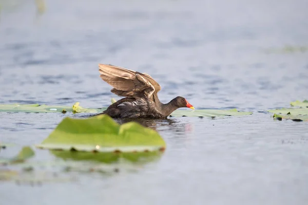 Common Moorhen Lake Gallinula Chloropus — Stock Photo, Image