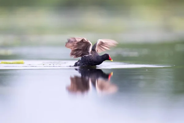 Common Moorhen Lake Gallinula Chloropus — Stock Photo, Image