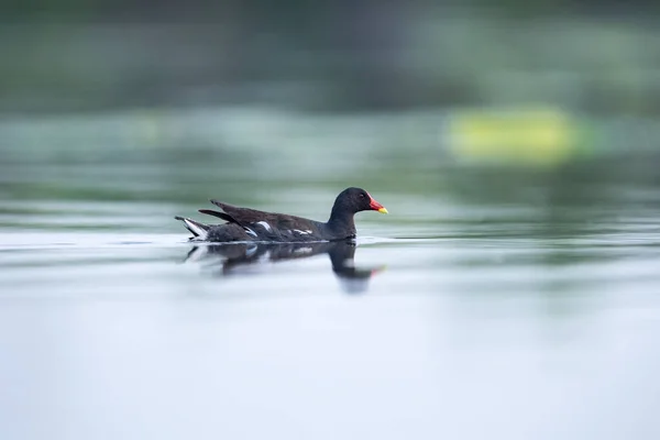 Nornica Pospolita Jeziorze Gallinula Chloropus — Zdjęcie stockowe