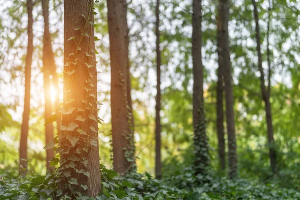 Erdő Ősszel Napsütés Hegymászás Növények Csendes Park Jelenet — Stock Fotó