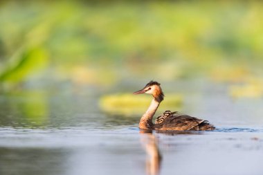 Büyük ibikli gres balığı gölde yakın çekim, podiseps kristali