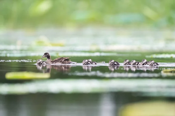コットン ピグミー グースと9人の子供たちが湖で泳いでいます — ストック写真