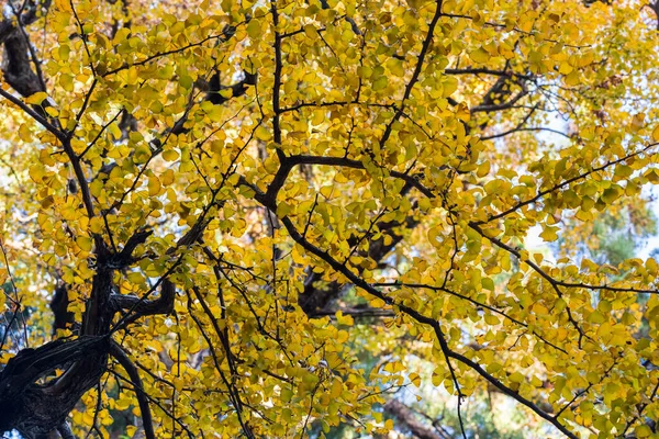 Ancient Ginkgo Tree Autumn Upward View Golden Leaves — Stock Photo, Image