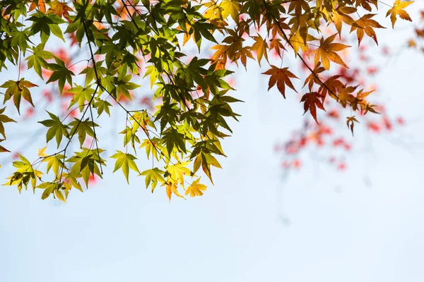 日当たりの良い空を背景にカエデの葉 カラフルな秋の背景 — ストック写真