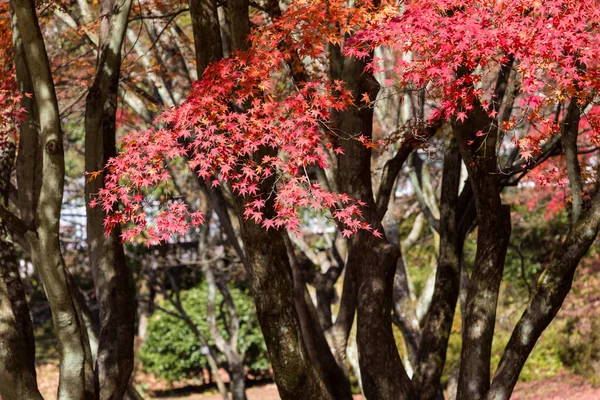 Красные Листья Клена Осенью Ботанический Сад Лушань Пейзаж Китай — стоковое фото