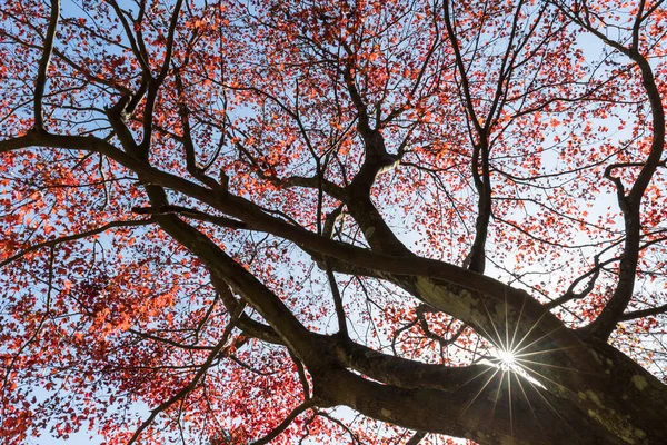 鲁山植物园枫树秋叶 — 图库照片