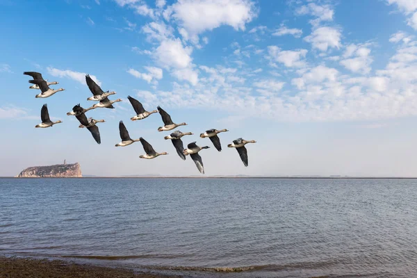 Aves Migratorias Lago Poyang Hermosa Colina Zapatos Ganso Frijol Provincia — Foto de Stock