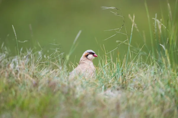 Chukar Rebhuhn Closeup Vogel Guckt Durch Gras — Stockfoto