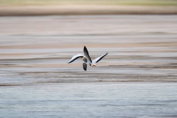 Lenkkopfgans Flug Auf Dem Tibetischen Plateau Anser Indicus — Stockfoto