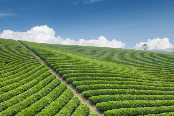 Beautiful Tea Plantation Blue Sky Graceful Line Green Spring — Stock Photo, Image