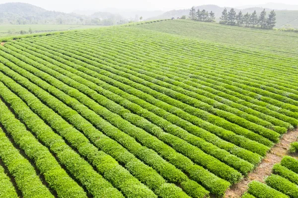 Zöld Tea Ültetvény Táj Tavasszal — Stock Fotó