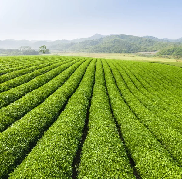 春の緑の茶畑風景 — ストック写真