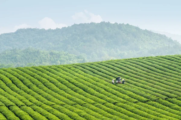 Teeplantage Hochland Mechanische Teepflückung Frühling — Stockfoto