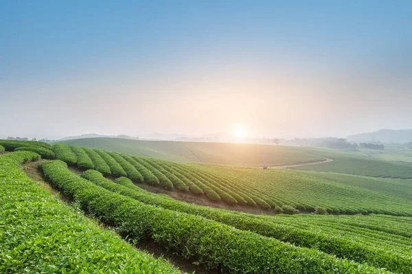 Teaültetvény Kora Reggel Gyönyörű Mezőgazdasági Táj Tavasszal — Stock Fotó
