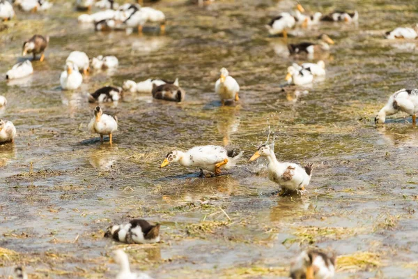 Çeltik Tarlasında Beslenen Ördekler Kümes Hayvanları Endüstrisi Geçmişi — Stok fotoğraf