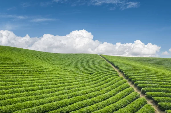 Zöld Tea Ültetvény Ellen Kék Gyönyörű Tavaszi Táj — Stock Fotó