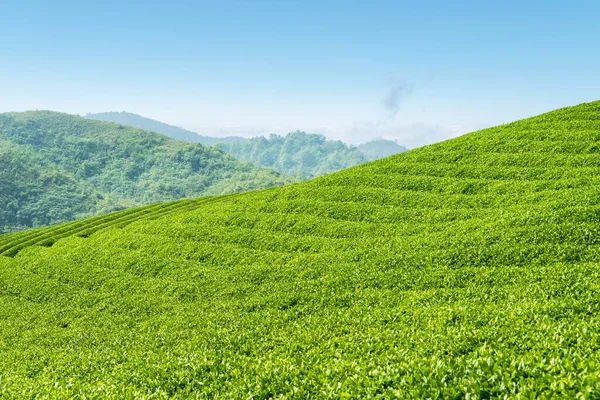 Teeplantage Auf Hochland Schöne Grüne Frühlingslandschaft — Stockfoto