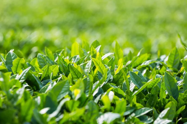 Drzewo Herbaciane Liście Zbliżenie Słońcu Świeże Naturalne Sceny Plantacji Herbaty — Zdjęcie stockowe