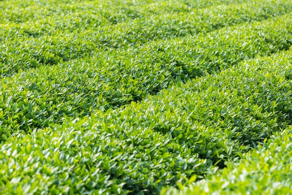 Plantacja Herbaty Zbliżenie Schludne Rzędy Drzew Herbacianych Rosną Wiosną — Zdjęcie stockowe