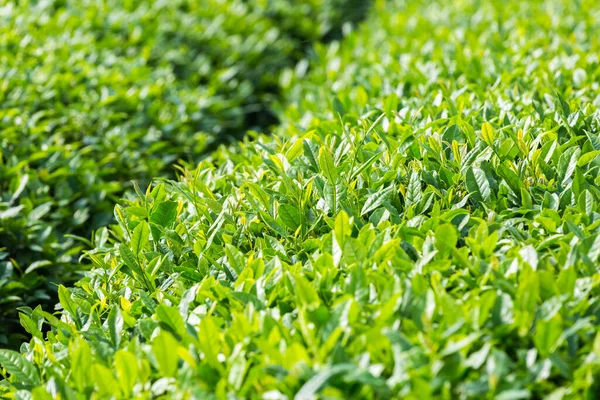 Plantacja Herbaty Zbliżenie Liście Zielonej Herbaty Rośnie Słońcu — Zdjęcie stockowe