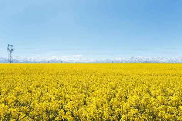 Rapeseed Flowers Bloom Qinghai Beautiful Spring Landscape China — Stock Photo, Image