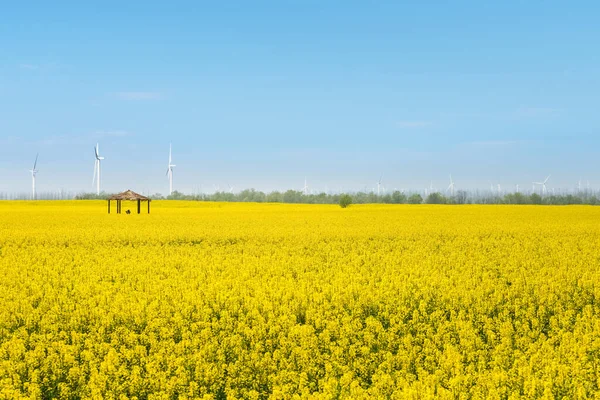 春天里美丽的油菜花地 有风力发电厂 — 图库照片
