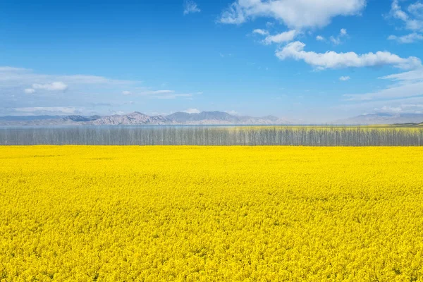 Beautiful Rapeseed Flower Field Qinghai China — Stock Photo, Image