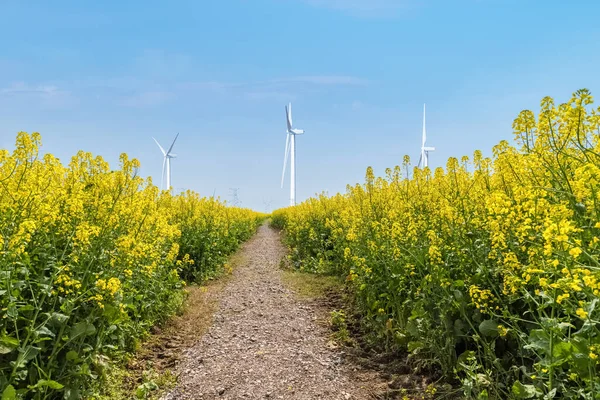 Lente Landschap Koolzaad Bloemenveld Windpark Tegen Een Blauwe Lucht — Stockfoto